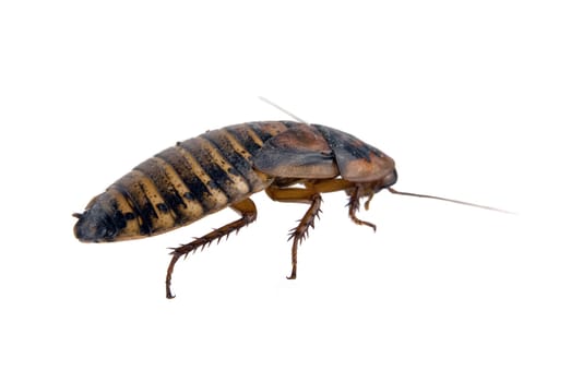 Close up of cockroach isolated over white