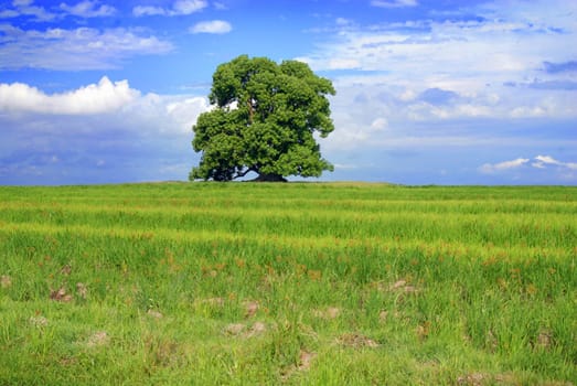 Single Tree over green grass. Cloudy blue sky background.