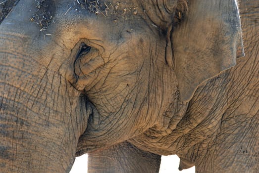 Elephant close up. Portrait of its face. Wrinkled skin texture. White background