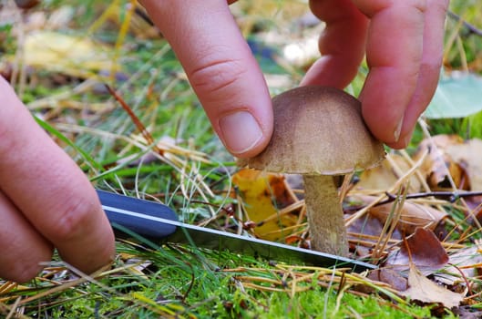 Birch mushroom - birch boletus 06