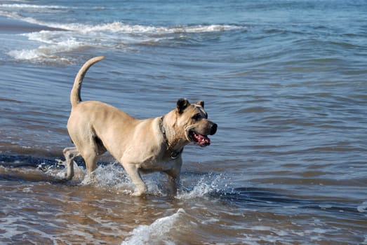 beige healthy dog playing into the water at the beach