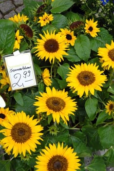 Sunflowers with the price marked