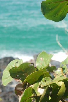 Tropical leaves detail with the ocean in the background