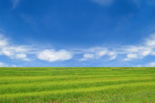 Field of green grass and perfect blue sky background.