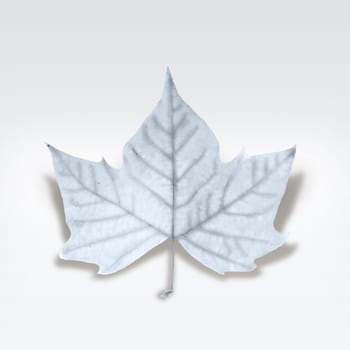 Decorative winter leaf with white texture isolated. Clipping path included so you can easily cut it out and place over the top of a design.