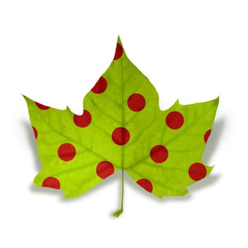 Decorative fall leaf with red dot texture isolated over white background with clipping path, so you can easily cut it out and place over the top of a design.
