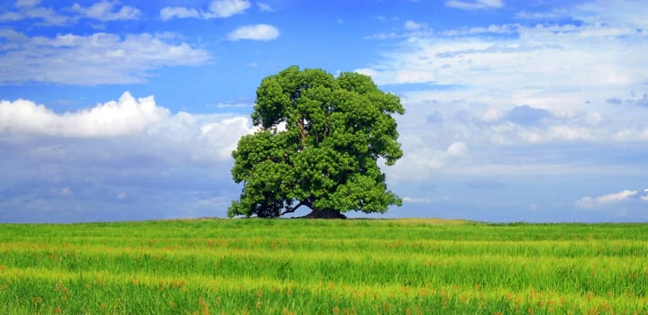 Trees and green grass. Blue sky background