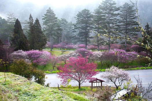 photo of blossoming tree for adv or others purpose use