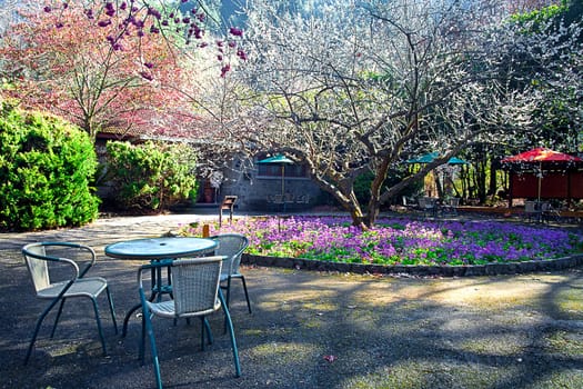 photo of blossoming tree for adv or others purpose use