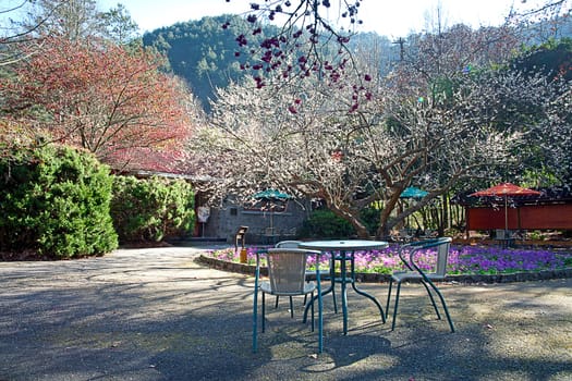 photo of blossoming tree for adv or others purpose use
