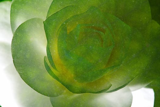 Abstract colorful background with flowers