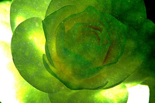 Abstract colorful background with flowers
