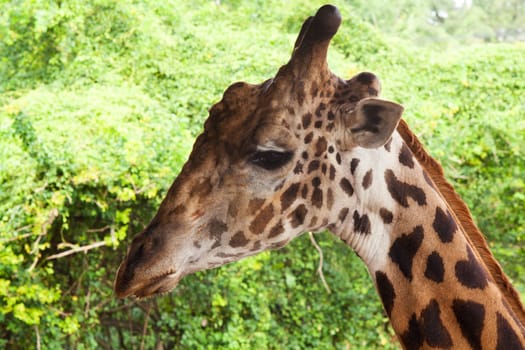 Portrait of a giraffe,close-up of head