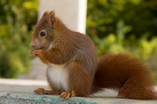 Squirrels eating in the wild