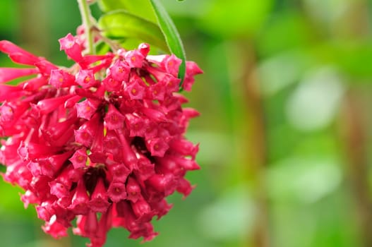 Cestrum elegans