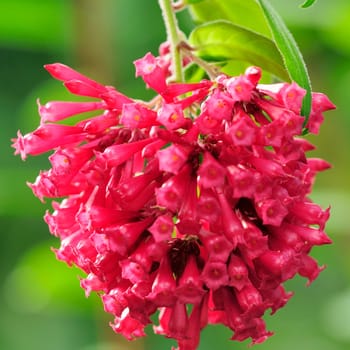 Cestrum elegans