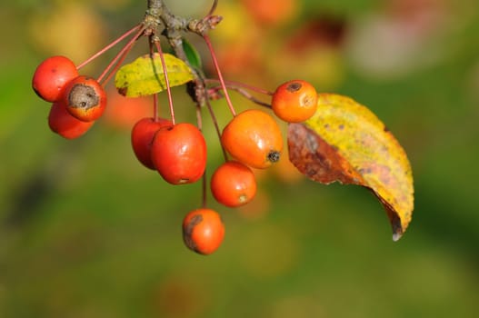 Ornamental apples