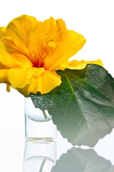 Hibiscus