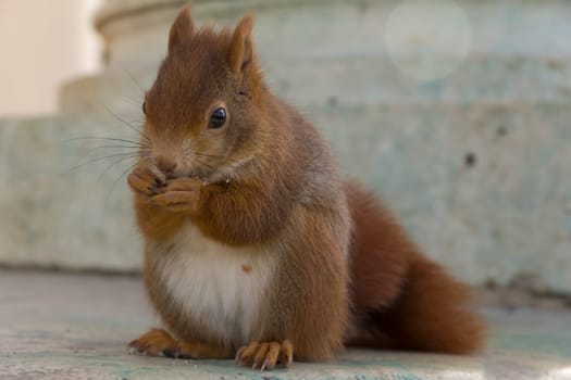 Squirrels eating in the wild