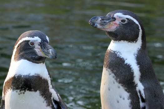 Humboldt penguin couple in the evening light