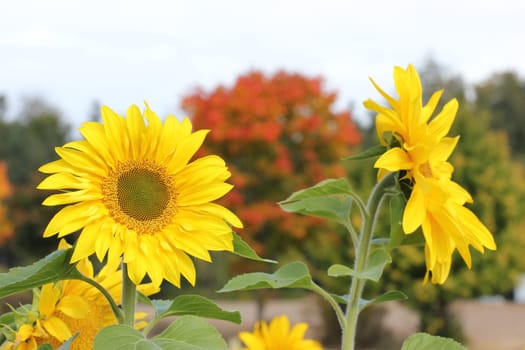 Sunflower field next to autumnal maple trees