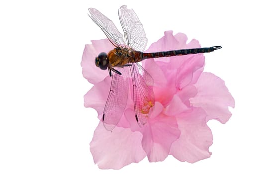 small dragonfly sitting on the pink flower