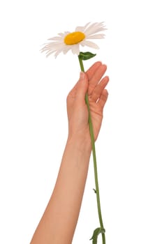 woman holding big white daisy in the hand