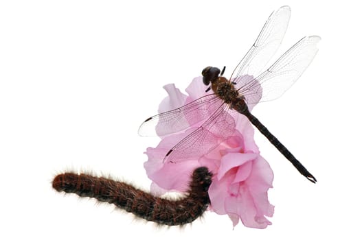small dragonfly and caterpillar eating a pink flower