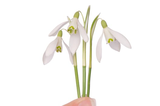 woman holding snowdrops as a symbol of spring