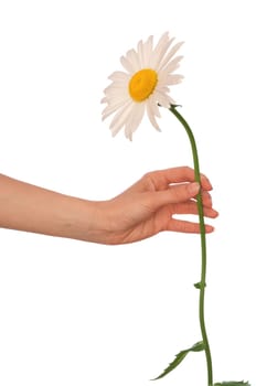 woman holding big white daisy in the hand