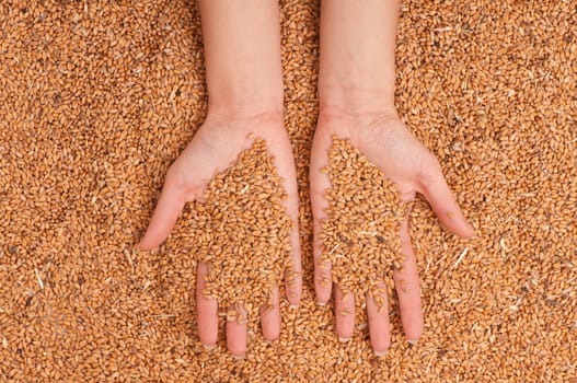 Woman holds the grain for evaluating quality of the crop wheat