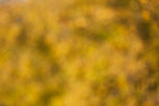 Soft, blurry, photographed bokeh background from nature