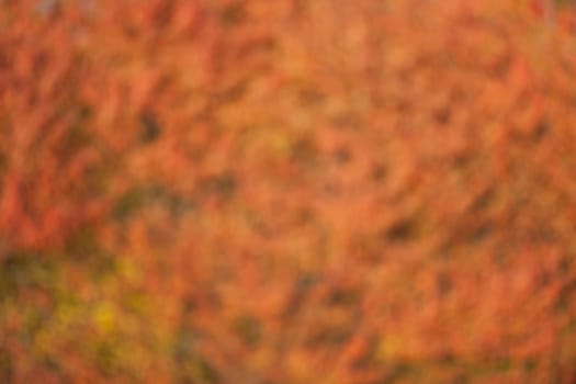 Soft, blurry, photographed bokeh background from nature