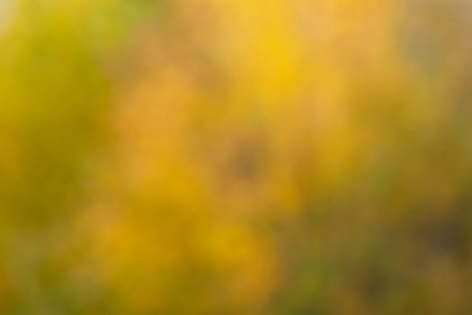 Soft, blurry, photographed bokeh background from nature