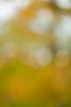 Soft, blurry, photographed bokeh background from nature