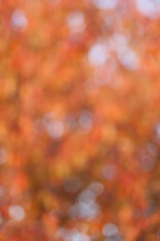 Soft, blurry, photographed bokeh background from nature