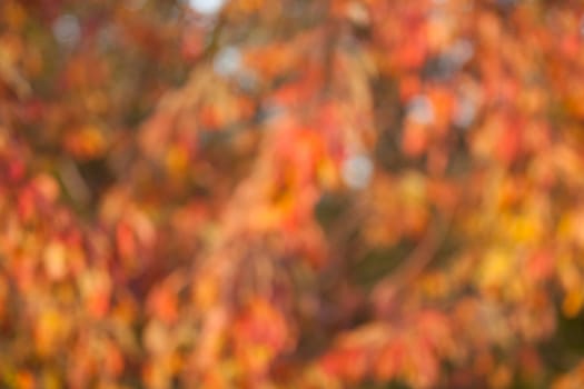 Soft, blurry, photographed bokeh background from nature