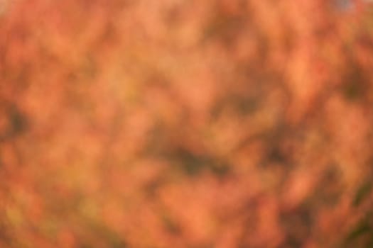 Soft, blurry, photographed bokeh background from nature