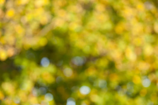 Soft, blurry, photographed bokeh background from nature