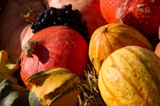 Pumpkin Time