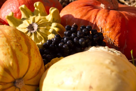 Pumpkin Time