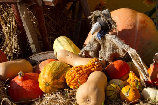 Pumpkin Time