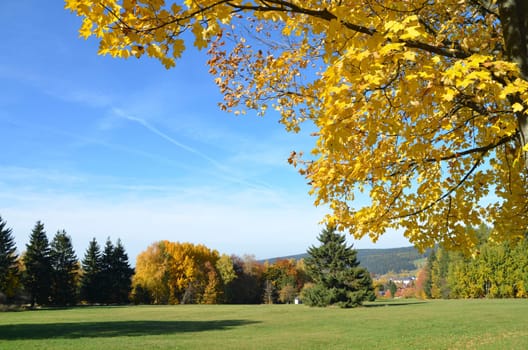 Autumn Landscape Leaves Tree
