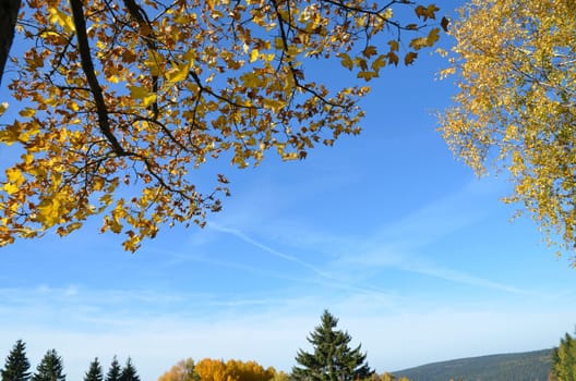 Autumn Landscape Leaves Tree