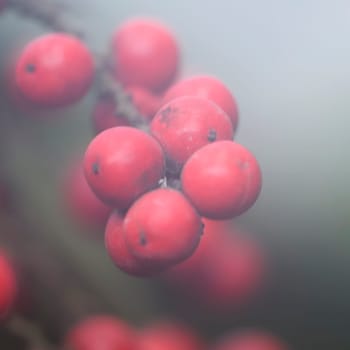 Fog Berries