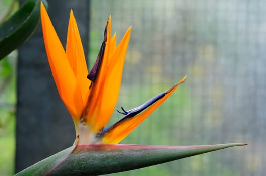 Strelitzia