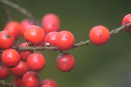 Fog Berries