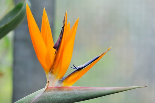 Strelitzia