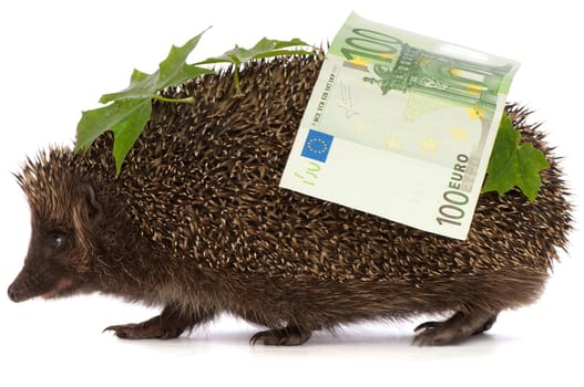 The hedgehog in motion hastens home from the bank carrying percent hundred euro profit