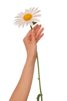 woman holding big white daisy in the hand